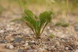 Attēlu rezultāti vaicājumam “Plantago major subsp. intermedia”