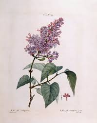 Attēlu rezultāti vaicājumam “Syringa vulgaris”