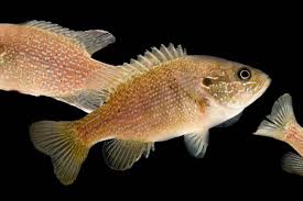 Image result for Lepomis cyanellus