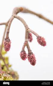 Attēlu rezultāti vaicājumam “Alnus glutinosa flower”