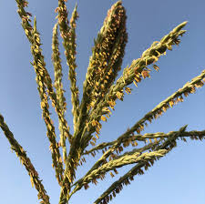 Attēlu rezultāti vaicājumam “Zea mays male flower”