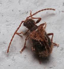 Attēlu rezultāti vaicājumam “Ptinus sp.”