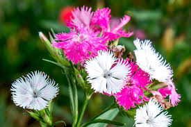 Image result for Dianthus