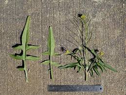 Attēlu rezultāti vaicājumam “Sisymbrium volgense leaf”