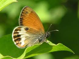 Attēlu rezultāti vaicājumam “Coenonympha arcania underside”