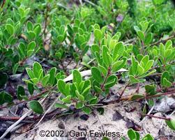 Attēlu rezultāti vaicājumam “Exobasidium uvae-ursi”