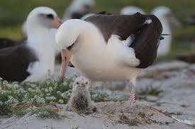 Image result for albatross dead chick