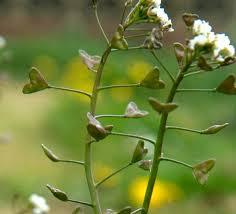 Attēlu rezultāti vaicājumam “Capsella bursa-pastoris bud”