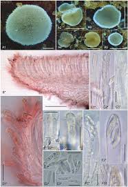 Attēlu rezultāti vaicājumam “Hyphodiscus hymeniophilus”