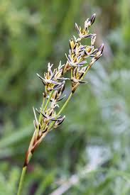 Attēlu rezultāti vaicājumam “Juncus squarrosus”