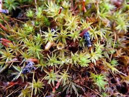 Attēlu rezultāti vaicājumam “Atrichum flavisetum”