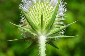 Image result for Dipsacus laciniatus