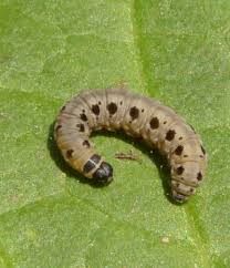 Attēlu rezultāti vaicājumam “Yponomeuta malinellus / cagnagella imago”