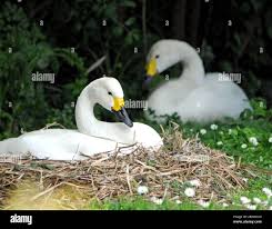 Image result for Sussex Swans