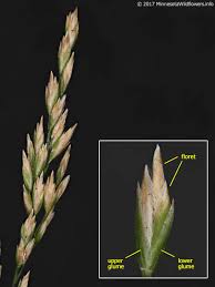 Attēlu rezultāti vaicājumam “Poa nemoralis leaf”
