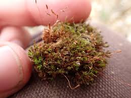 Attēlu rezultāti vaicājumam “Bryoerythrophyllum recurvirostrum sporophyte”