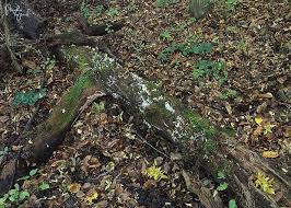 Attēlu rezultāti vaicājumam “Lentaria epichnoa”