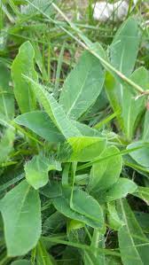Attēlu rezultāti vaicājumam “Pilosella officinarum leaf”