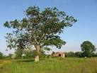 part of a field boundary, this oak now stands alone in a tillage field. - via Daymix