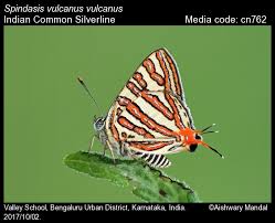 Attēlu rezultāti vaicājumam “Theclinae”