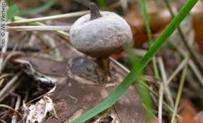 Attēlu rezultāti vaicājumam “Geastrum pectinatum”