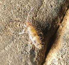 Attēlu rezultāti vaicājumam “Orchesella sp.”