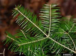 Attēlu rezultāti vaicājumam “Abies balsamea”