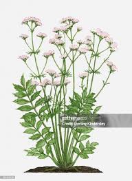 Attēlu rezultāti vaicājumam “Valeriana officinalis leaf”