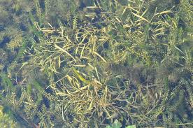 Attēlu rezultāti vaicājumam “Potamogeton compressus”