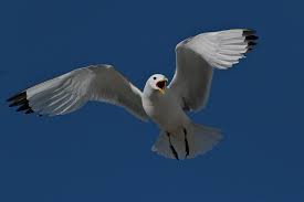 Attēlu rezultāti vaicājumam “Rissa tridactyla adult”