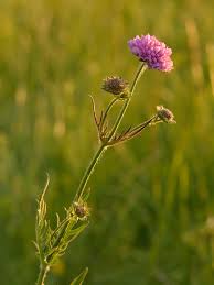 Image result for Knautia arvensis