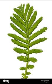 Attēlu rezultāti vaicājumam “Tanacetum vulgare leaf”