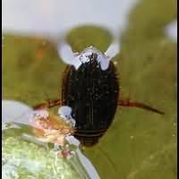 Attēlu rezultāti vaicājumam “Acilius sulcatus female”