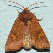 Attēlu rezultāti vaicājumam “Amphipoea”