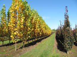 Attēlu rezultāti vaicājumam “Liriodendron tulipifera”