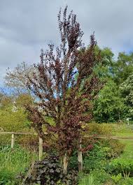 Attēlu rezultāti vaicājumam “Cercidiphyllum japonicum”