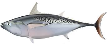 Image result for Euthynnus affinis