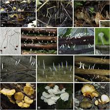 Attēlu rezultāti vaicājumam “Typhula setipes”