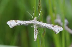 Attēlu rezultāti vaicājumam “Platyptilia gonodactyla imago”