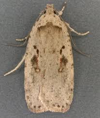 Attēlu rezultāti vaicājumam “Agonopterix ocellana”