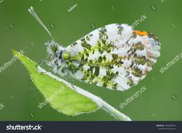 Attēlu rezultāti vaicājumam “Anthocharis cardamines underside”