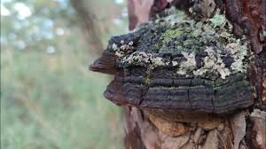Attēlu rezultāti vaicājumam “Phellinus pini”