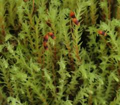 Attēlu rezultāti vaicājumam “Pohlia wahlenbergii var. calcarea”