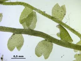 Attēlu rezultāti vaicājumam “Cladopodiella fluitans”