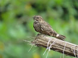 Attēlu rezultāti vaicājumam “Caprimulgus europaeus egg”