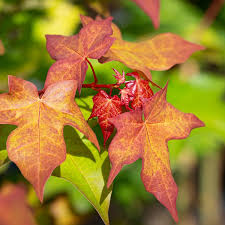 Attēlu rezultāti vaicājumam “Acer rufinerve flower”