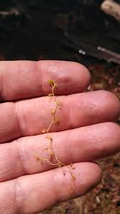 Attēlu rezultāti vaicājumam “Utricularia minor”