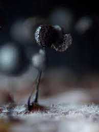 Attēlu rezultāti vaicājumam “Collaria arcyrionema macro”