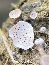 Attēlu rezultāti vaicājumam “Poronia punctata”