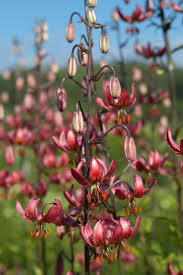Image result for Lilium martagon `Manitoba Fox`
